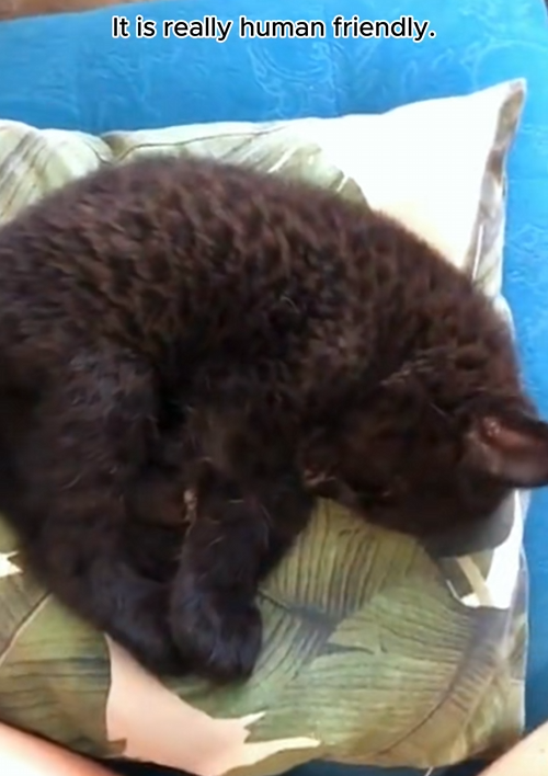 C1510019_Is biggest cat you have ever seen #rescue #rescueanimals #a…_part2