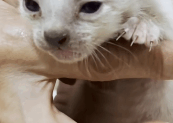 C1510020_If you met kitten like would you adopt it Rescue kitten #ca…_part2