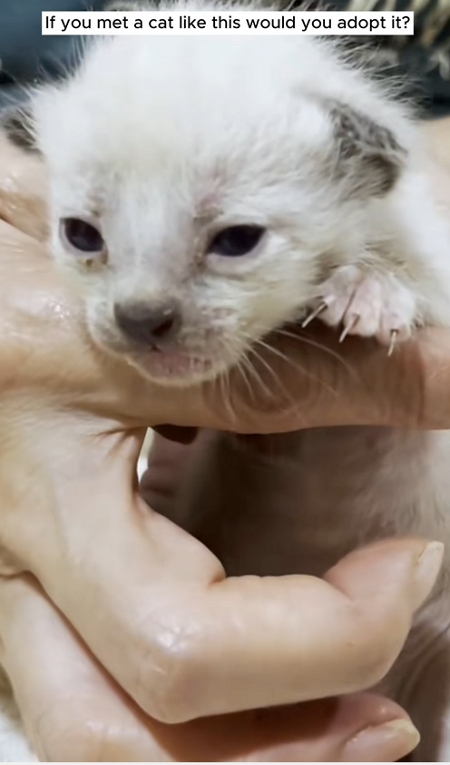 C1510020_If you met kitten like would you adopt it Rescue kitten #ca…_part2