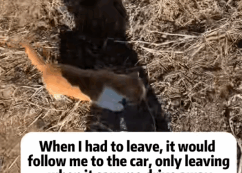 C1510021_recently saw stray dog wandering around. tried to get to know…_part2