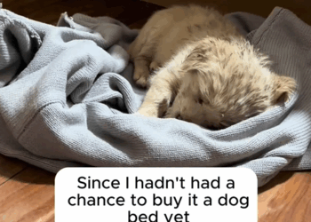 C1510023_Picked up puppy.#rescue #rescueanimals #animals #dog #dogsoftiktok_part2