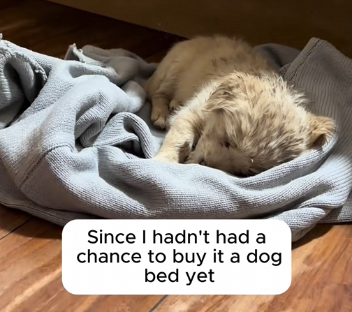 C1510023_Picked up puppy.#rescue #rescueanimals #animals #dog #dogsoftiktok_part2