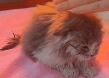 C1510024_Woman rescues abandoned kitten. #rescue #rescuecat #rescueanimals #ki…_part2