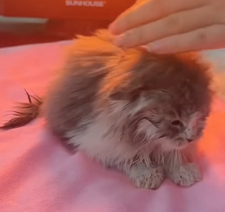 C1510024_Woman rescues abandoned kitten. #rescue #rescuecat #rescueanimals #ki…_part2