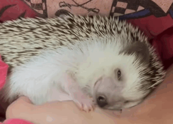 C0210013_Girl rescued weak hedgehog in her garden adopted it #animals #r…_part2
