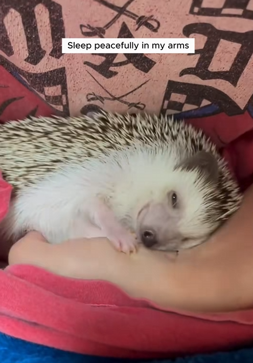 C0210013_Girl rescued weak hedgehog in her garden adopted it #animals #r…_part2