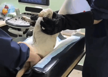 C1510025_Rescue dog.#rescue #rescueanimals #animals #dog #puppy #pitiful #he…_part2