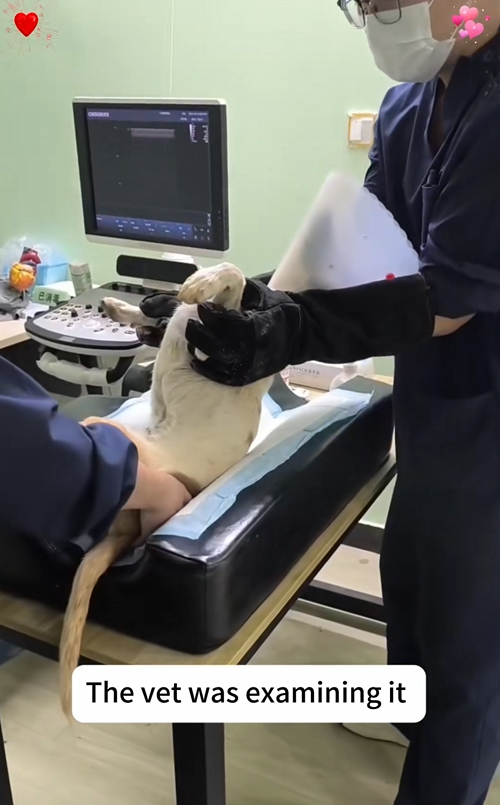 C1510025_Rescue dog.#rescue #rescueanimals #animals #dog #puppy #pitiful #he…_part2