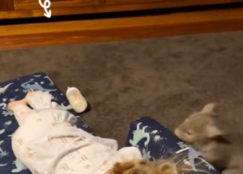 C1510026_girl rescues poor baby panda who lost its mother then #r…_part2