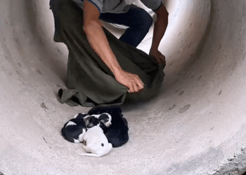 C1510027_Rescue family of dogs #rescueanimals #animals #rescue #puppy #rescu…_part2