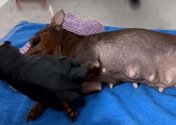 C1510028_Rescue family of dogs #rescueanimals #animals #rescue #puppy #rescu… (1)_part2