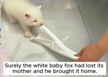 C1510029_Rescue baby fox #rescue #rescueanimals #animals #animalsoftiktok #fox_part2