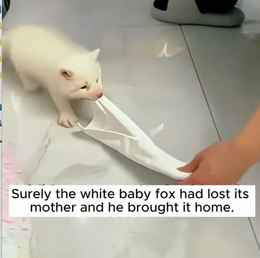 C1510029_Rescue baby fox #rescue #rescueanimals #animals #animalsoftiktok #fox_part2
