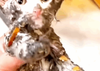 C1510030_rescue kitten landfill #animalsoftiktok #rescueanimals #pupp…_part2