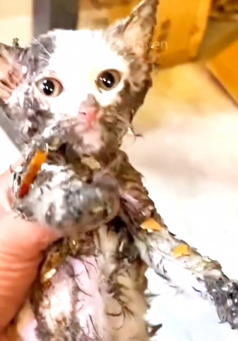 C1510030_rescue kitten landfill #animalsoftiktok #rescueanimals #pupp…_part2