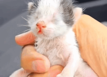 C1610002_She held baby begged driver help. Lucky them.#res…_part2