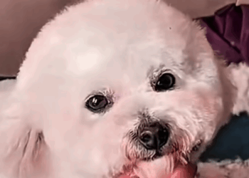 C1610004_dog begged girl help, lucky dog.#rescue #rescuean…_part2