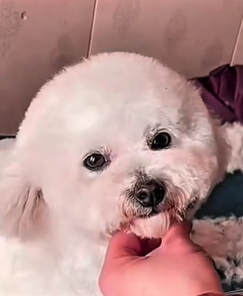 C1610004_dog begged girl help, lucky dog.#rescue #rescuean…_part2