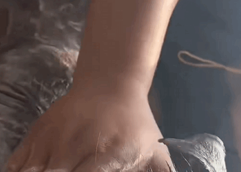 C1610005_rescue homeless dogs without homes#animals #rescue #rescueanimals #pu…_part2