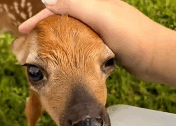 C0210014_Man rescued baby deer stuck in fence #animals #rescueanimals #anima…_part2
