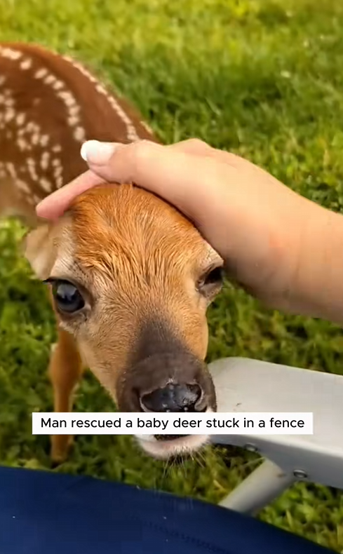 C0210014_Man rescued baby deer stuck in fence #animals #rescueanimals #anima…_part2