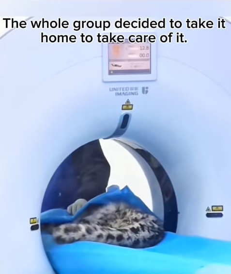 C1610006_leopard rescue#rescueanimals #animals #aninalsoftiktok #newspaper_part2