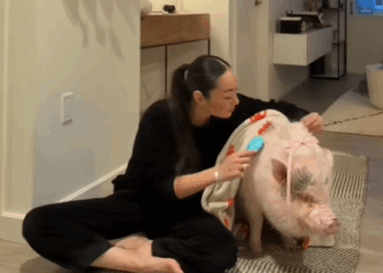 C1610007_How kind boy saved pig#rescue #animals #rescuedeersoftiktok #pig_part2