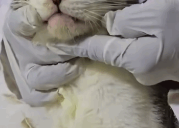 C1610008_rescue kitten ferocious eagle#rescue #rescuecat #rescueanimals_part2