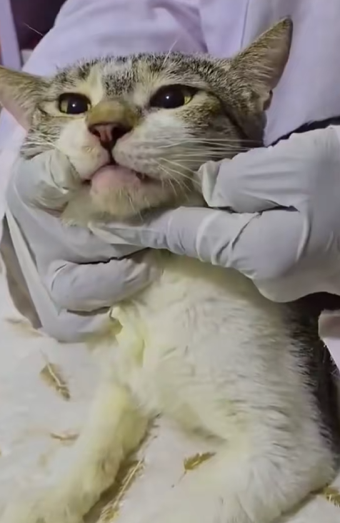 C1610008_rescue kitten ferocious eagle#rescue #rescuecat #rescueanimals_part2