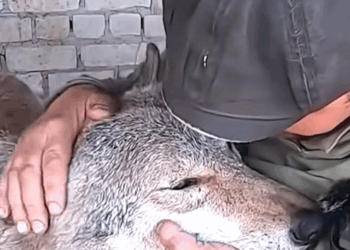 C1610009_Rescue wolf #animals #animalsoftiktok #fyp #pets #rescue #rescueanimals_part2