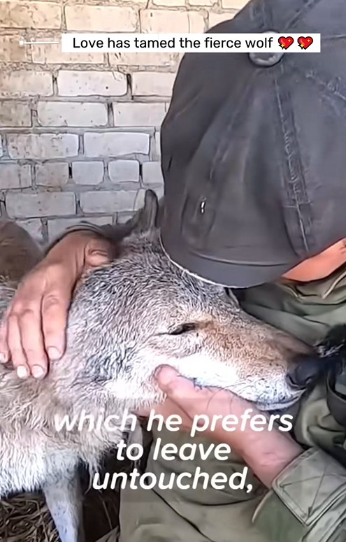 C1610009_Rescue wolf #animals #animalsoftiktok #fyp #pets #rescue #rescueanimals_part2