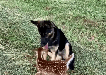 C1610010_brave black dog saves baby deer they became beautiful fri…_part2