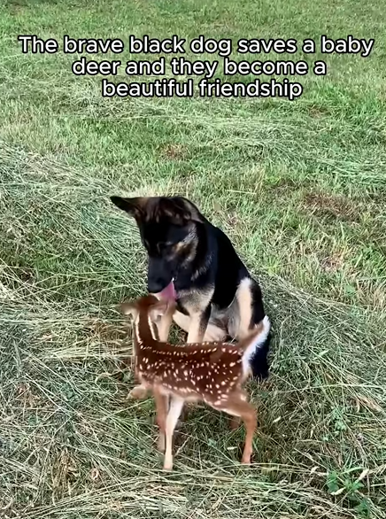C1610010_brave black dog saves baby deer they became beautiful fri…_part2
