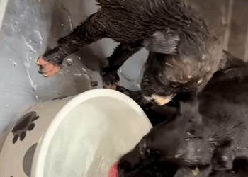 C1610011_Rescuing puppies have lost their mother #rescue #animalsoftiktok…_part2