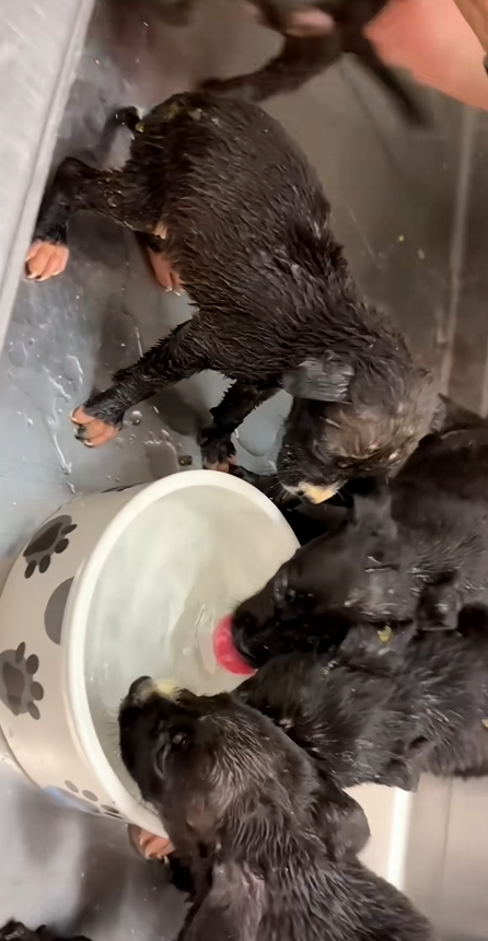 C1610011_Rescuing puppies have lost their mother #rescue #animalsoftiktok…_part2