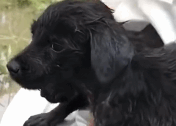 C1610012_Rescue puppies swept away by floods #animalsoftiktok #rescue #rescu…_part2