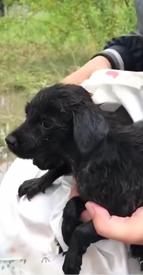 C1610012_Rescue puppies swept away by floods #animalsoftiktok #rescue #rescu…_part2
