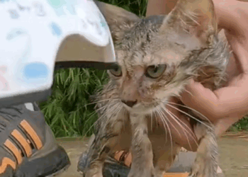 C1610013_Rescue kitten wandering on road #animalsoftiktok #rescueanimals…_part2