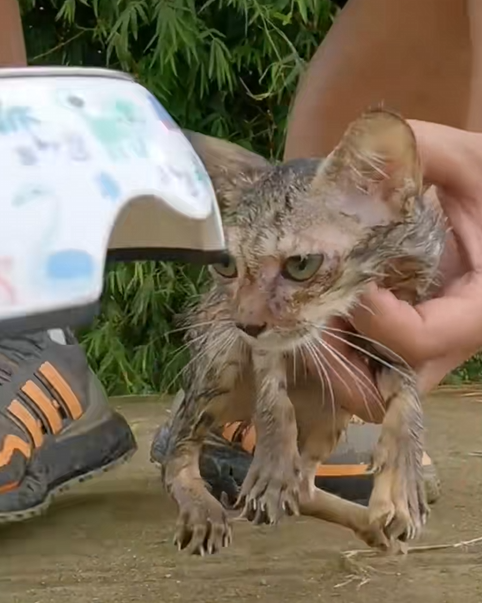 C1610013_Rescue kitten wandering on road #animalsoftiktok #rescueanimals…_part2