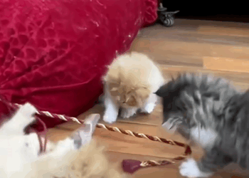 C1610014_Rescue mother cat on road #animalsoftiktok #rescueanimals #resc…_part2