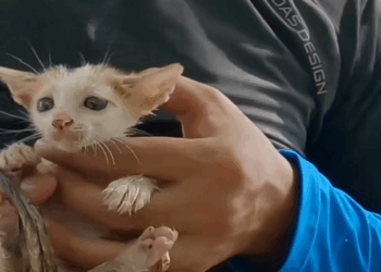 C1610015_Rescue baby cat on road #rescue #animalsoftiktok #rescueanimals_part2