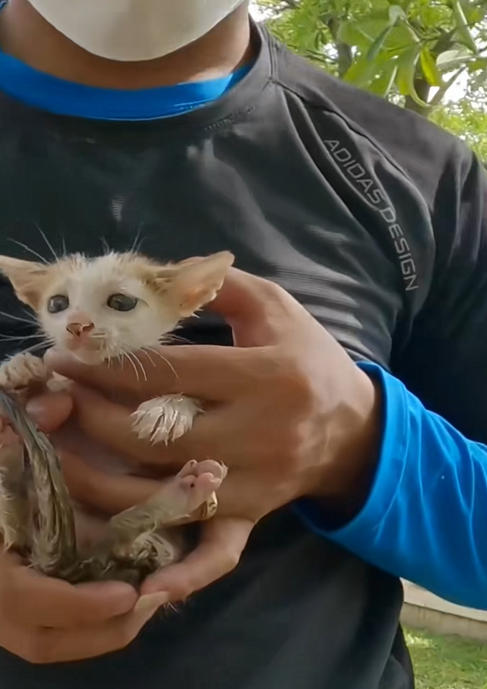 C1610015_Rescue baby cat on road #rescue #animalsoftiktok #rescueanimals_part2