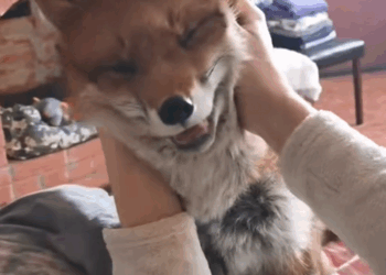 C0210015_found adopted little fox lost her mother #animal #rescueanimal…_part2
