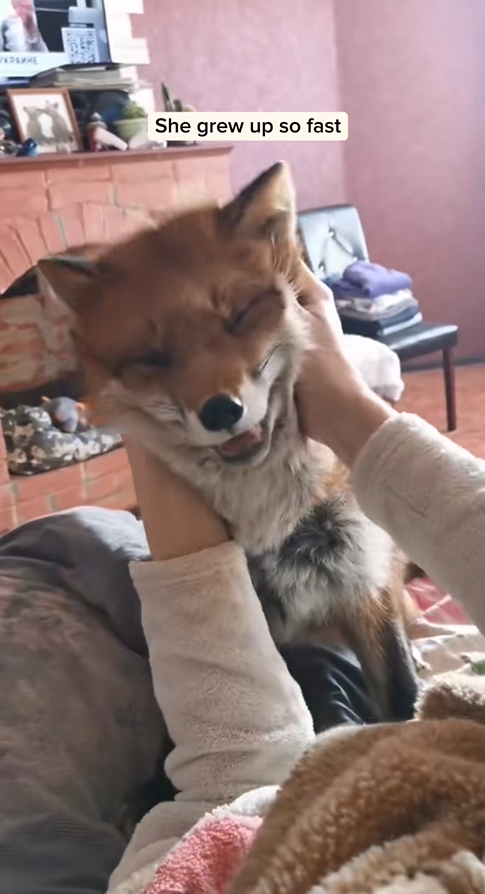 C0210015_found adopted little fox lost her mother #animal #rescueanimal…_part2