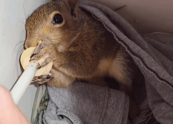 C1710001_squirrel was robbed of its house, fell height broken _part2