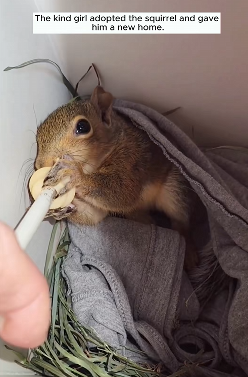 C1710001_squirrel was robbed of its house, fell height broken _part2