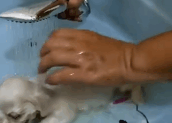 C1710002_adopted puppy_part2