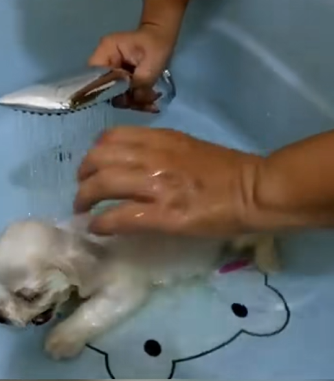 C1710002_adopted puppy_part2