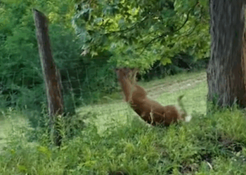 C1710003_Baby deer seeks human help to save its mother trapped in forest_part2
