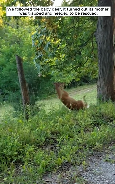 C1710003_Baby deer seeks human help to save its mother trapped in forest_part2